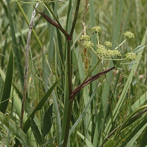 Angelica pinnata unspecified picture