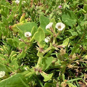 Sclerophylax spinescens unspecified picture