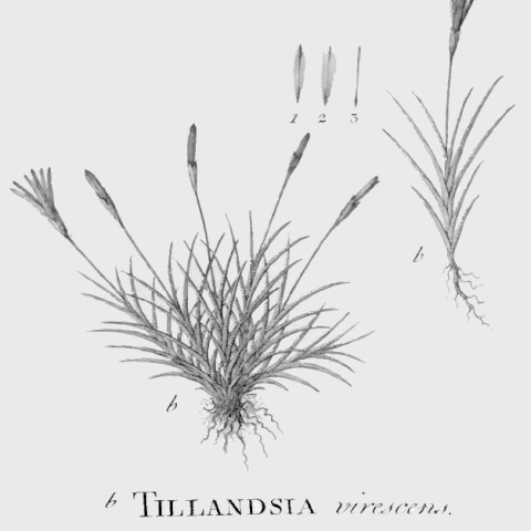 Tillandsia virescens unspecified picture