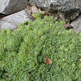 Sempervivum x giuseppii unspecified picture