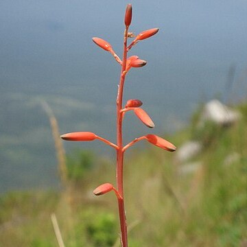 Aloe cannellii unspecified picture