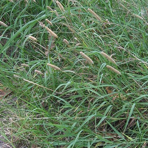 Phleum bertolonii unspecified picture