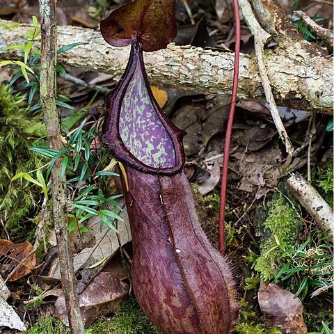 Nepenthes talaandig unspecified picture