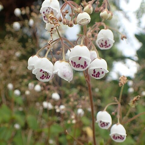 Jovellana sinclairii unspecified picture