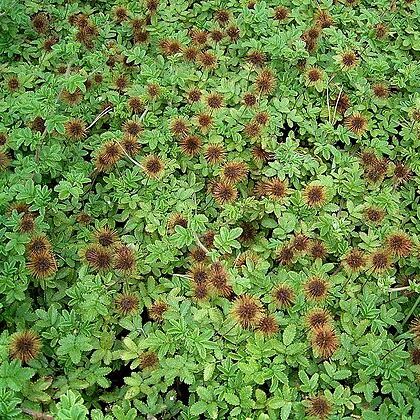 Acaena anserinifolia unspecified picture