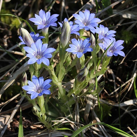 Gentiana thunbergii unspecified picture