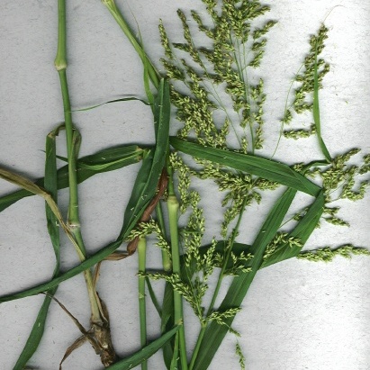 Panicum antidotale unspecified picture