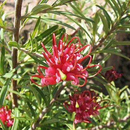 Grevillea obtusifolia unspecified picture