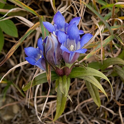 Gentiana scabra var. buergeri unspecified picture