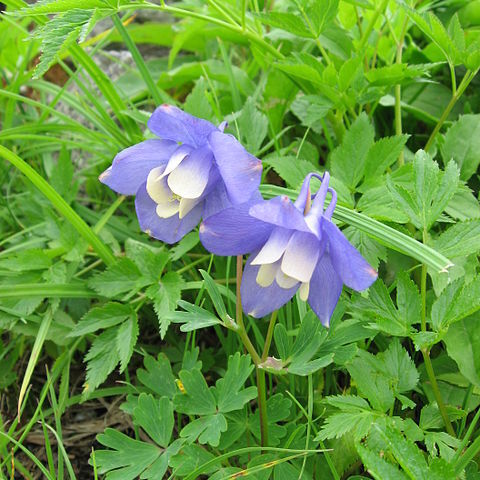 Aquilegia flabellata unspecified picture