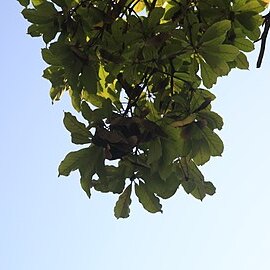 Terminalia brasiliensis unspecified picture