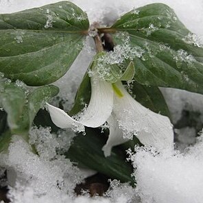 Trillium nivale unspecified picture