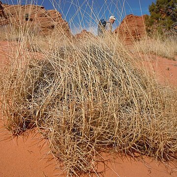 Muhlenbergia pungens unspecified picture