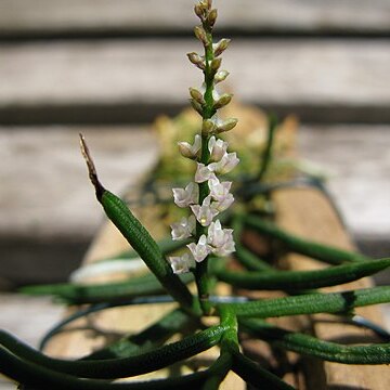 Schoenorchis micrantha unspecified picture