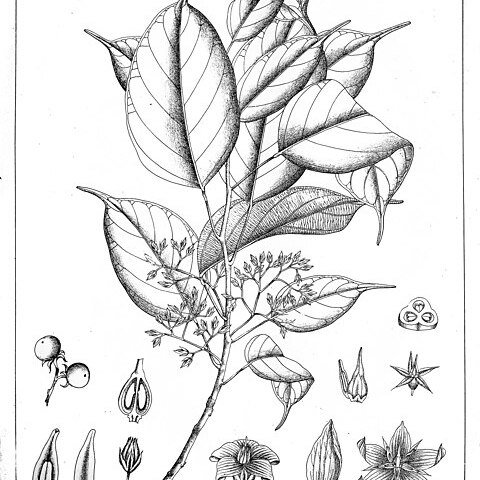 Stemonoporus cordifolius unspecified picture