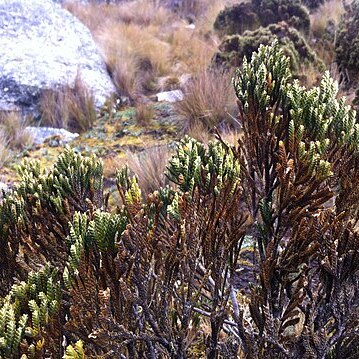 Loricaria ferruginea unspecified picture