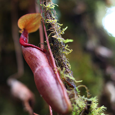 Nepenthes densiflora unspecified picture