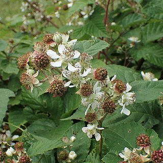 Rubus gremlii unspecified picture