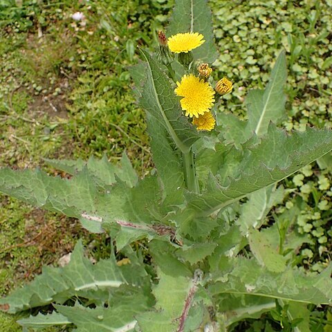 Sonchus kirkii unspecified picture