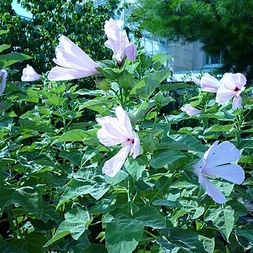 Hibiscus grandiflorus unspecified picture