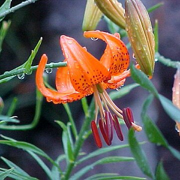 Lilium davidii unspecified picture