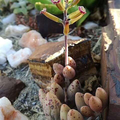 Adromischus filicaulis unspecified picture