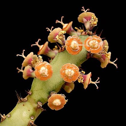 Euphorbia baylissii unspecified picture