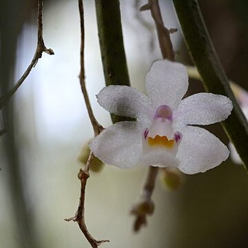 Sarcochilus hillii unspecified picture