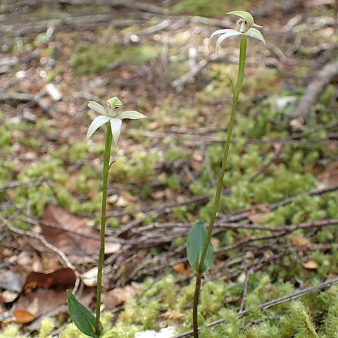 Adenochilus gracilis unspecified picture