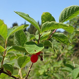 Lonicera humilis unspecified picture