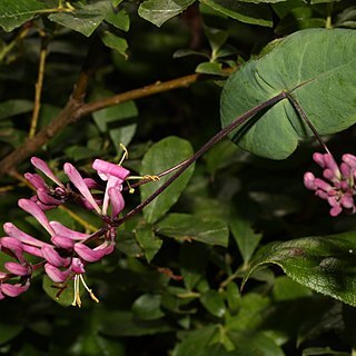 Lonicera hispidula unspecified picture