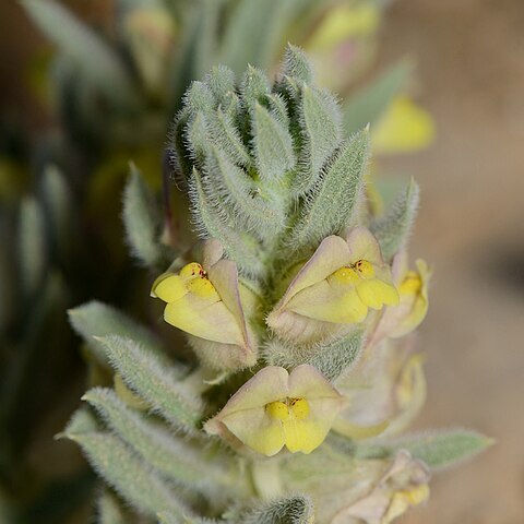 Kickxia floribunda unspecified picture