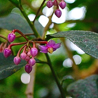 Ardisia humilis unspecified picture