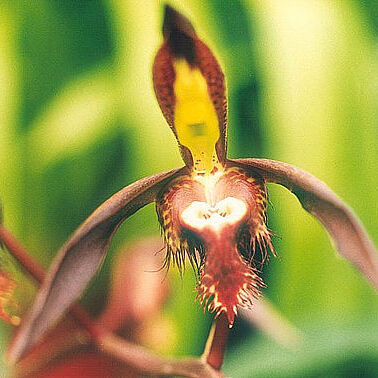 Catasetum saccatum unspecified picture