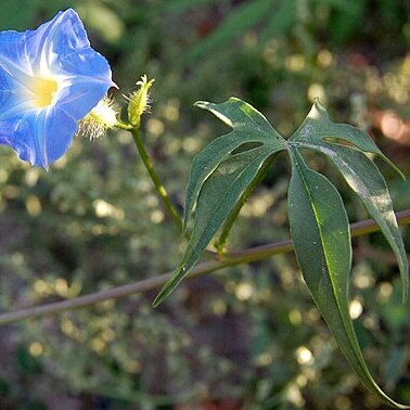 Ipomoea barbatisepala unspecified picture