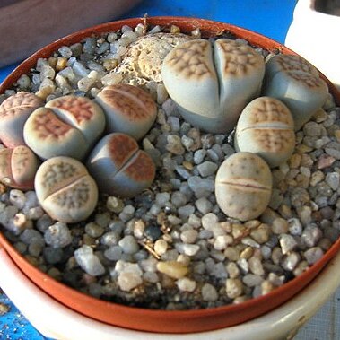 Lithops marmorata unspecified picture