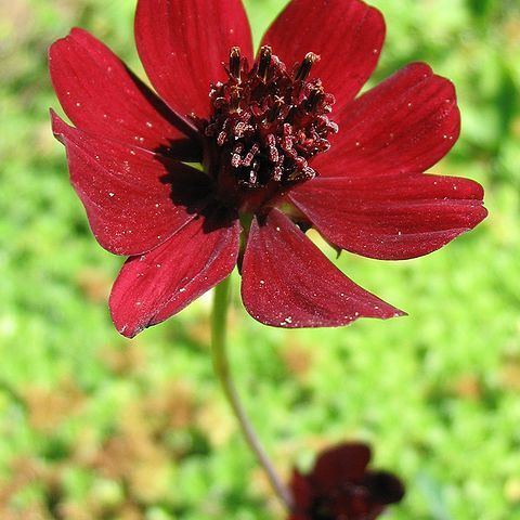 Cosmos atrosanguineus unspecified picture