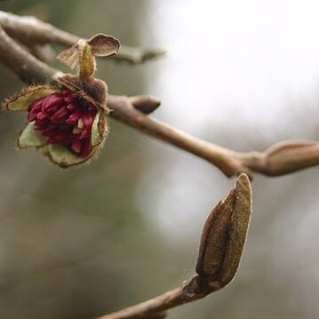 Parrotia unspecified picture