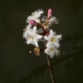 Menyanthes unspecified picture