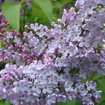 Syringa unspecified picture