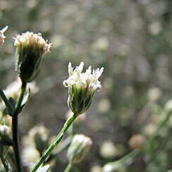 Baccharis brachyphylla unspecified picture