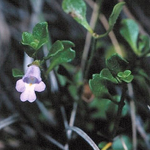 Prostanthera palustris unspecified picture