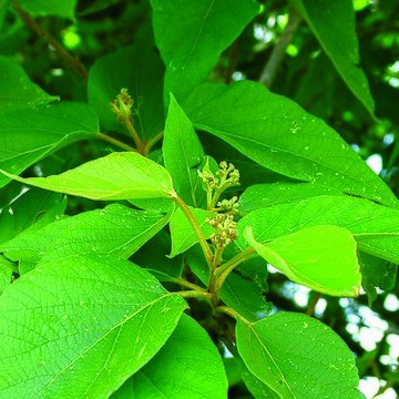 Premna tomentosa unspecified picture