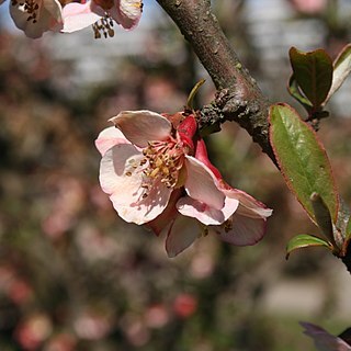 Chaenomeles thibetica unspecified picture