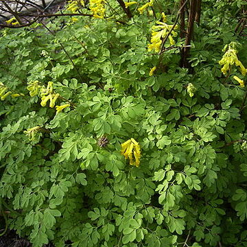 Corydalis capnoides unspecified picture