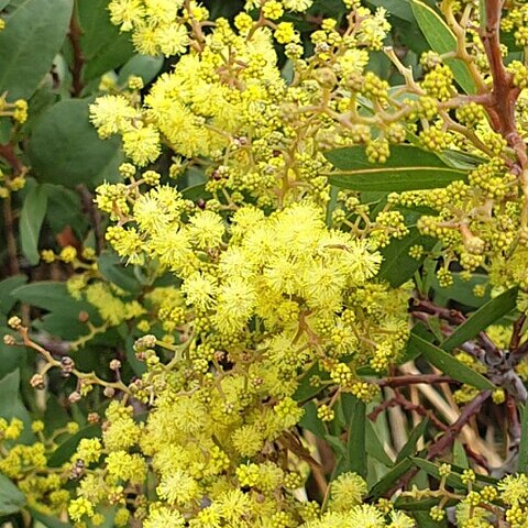 Acacia pataczekii unspecified picture