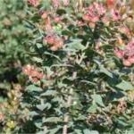 Arctostaphylos pajaroensis unspecified picture