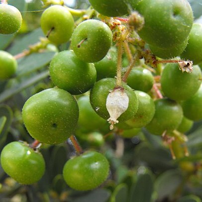 Arctostaphylos insularis unspecified picture