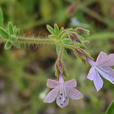 Allophyllum unspecified picture