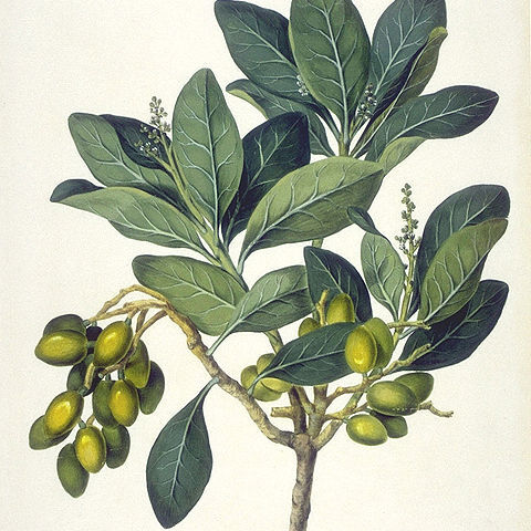 Corynocarpaceae unspecified picture